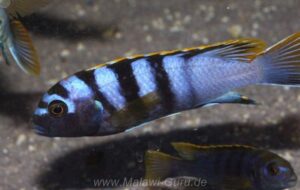 Labidochromis sp. 'mbamba' Mbamba Bay